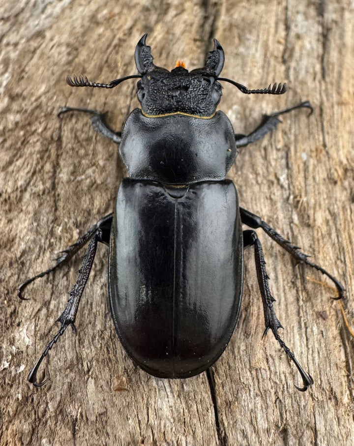 【WD】《チェンミヤマ メトク産 33mm ♀単》