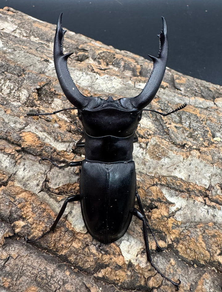 【WD】《マンディブラリスフタマタ 92.5mm ペア》