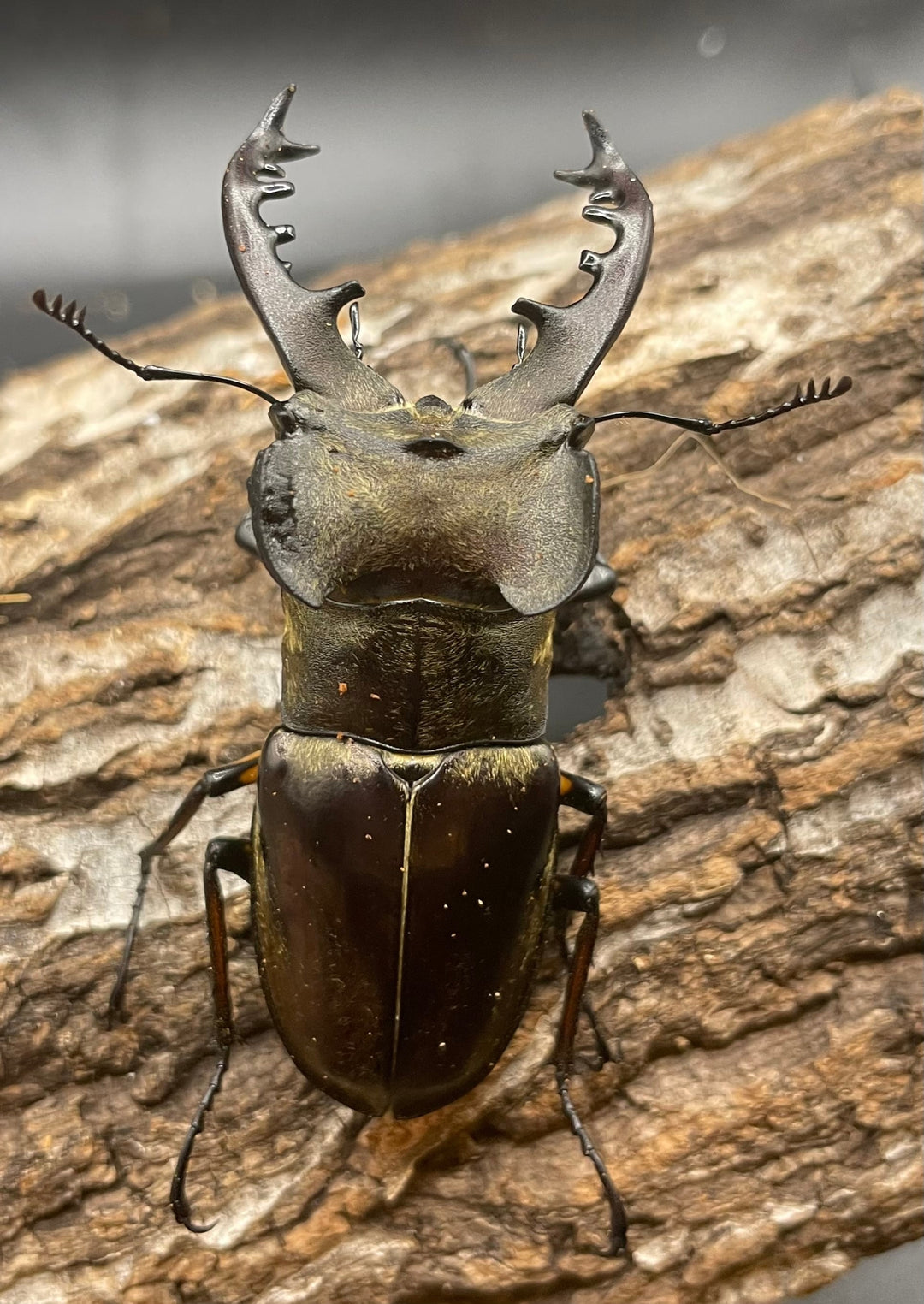 【WD】大型《ミヤマクワガタ 72.9mm ペア》