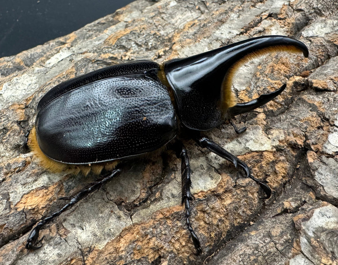 即ブリ《サタンオオカブト 76mm A’品ペア》