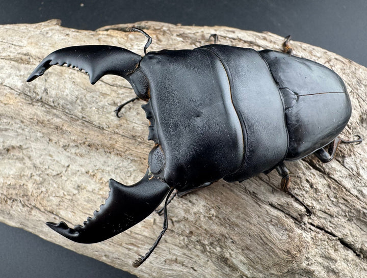 【WF1】《スマトラオオヒラタ アチェ産 93mm ペア》