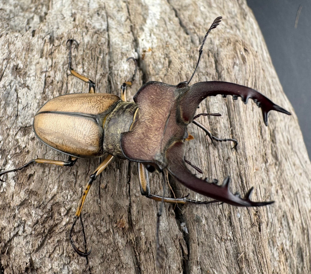 【WD】《デラバイミヤマクワガタ 43.5mm ペア》