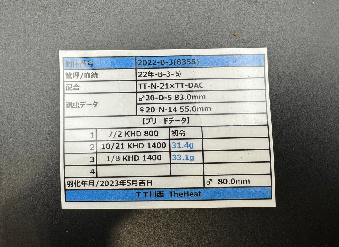 《オオクワガタ TT川西血統 80mm ♂単》ヒート氏ブリード個体