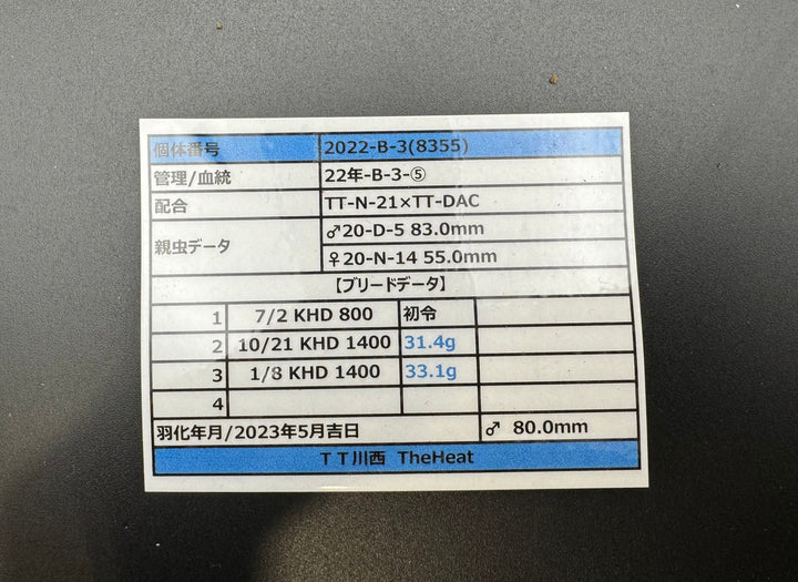 《オオクワガタ TT川西血統 80mm ♂単》ヒート氏ブリード個体