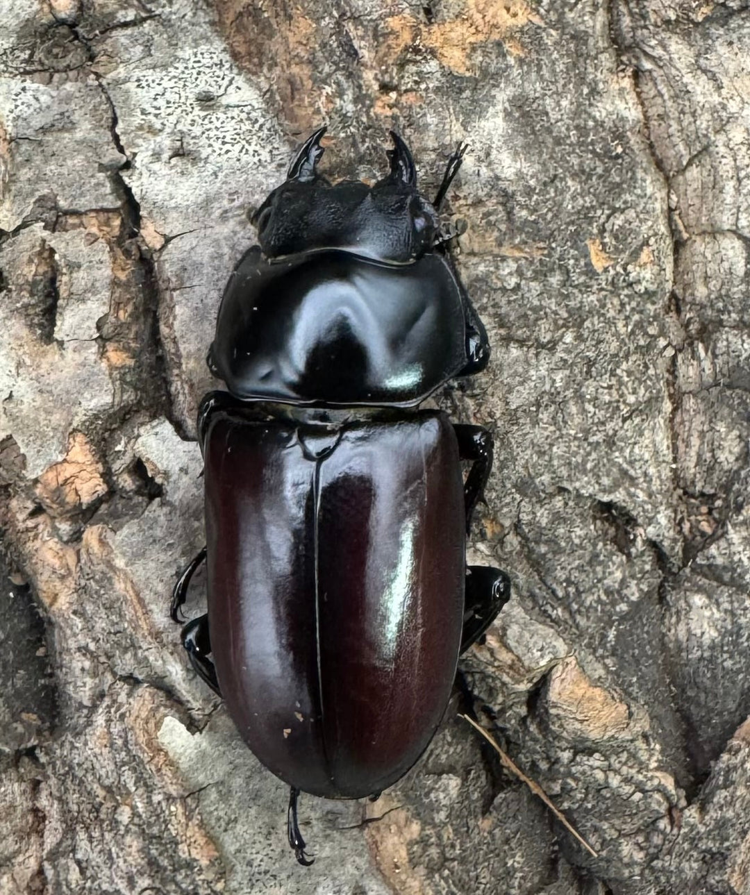 《アローコクワ亜種リエン 72mm ♂♀♀トリオ》