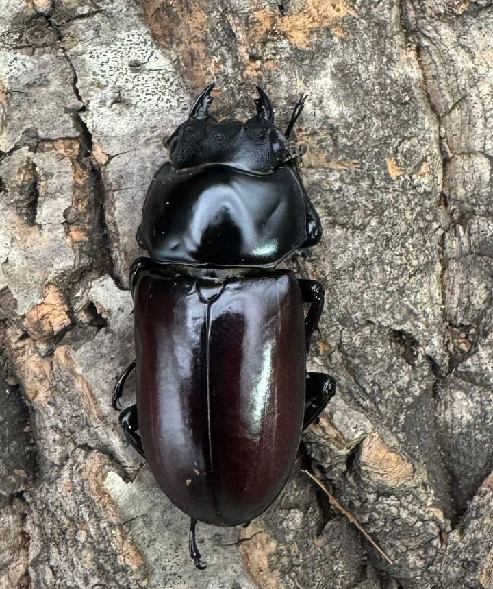 《アローコクワ亜種リエン 72mm ♂♀♀トリオ》