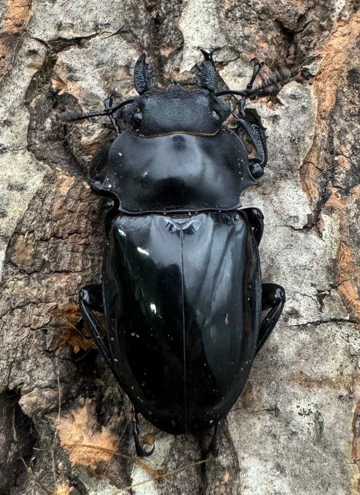 【WD】《インターメディアツヤクワガタ 78mm ペア》