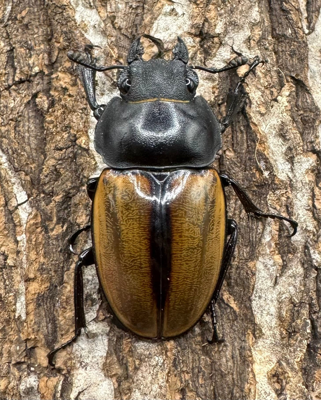 【WD】《カステルナウディツヤクワガタ 79ｍｍ ペア》