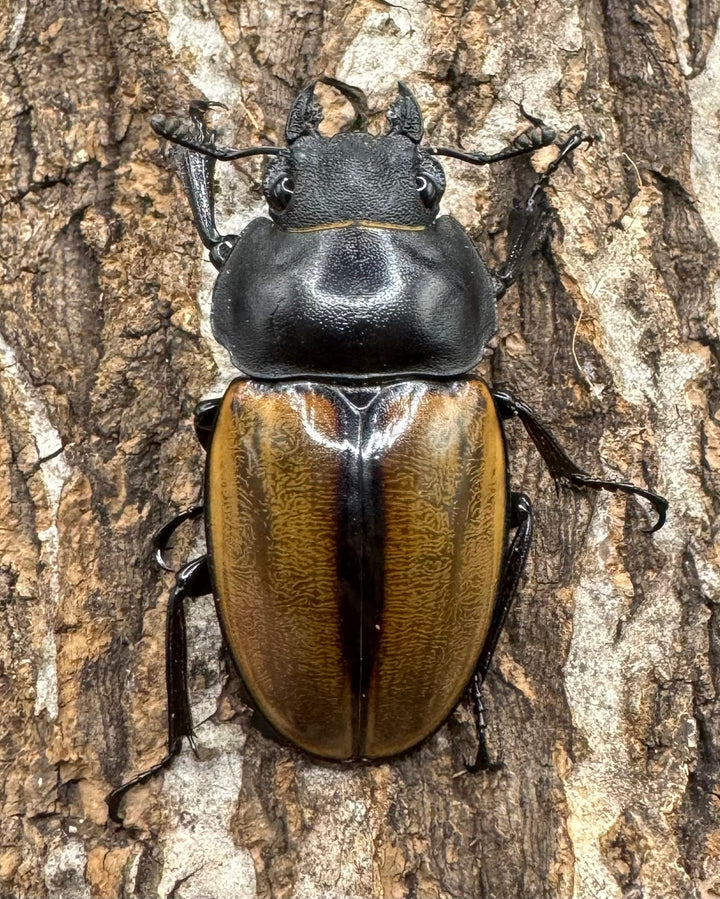 【WD】《カステルナウディツヤクワガタ 79ｍｍ ペア》