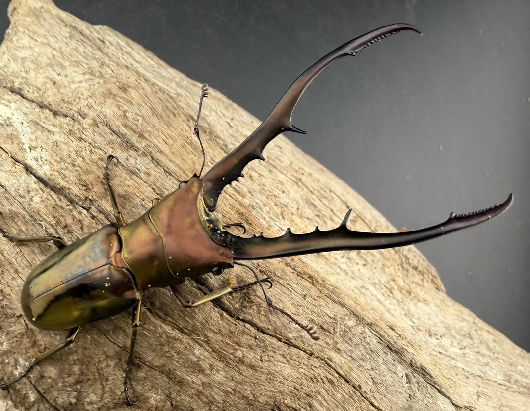 【WD】《メタリフェルホソアカ亜種finae 83mm ペア》