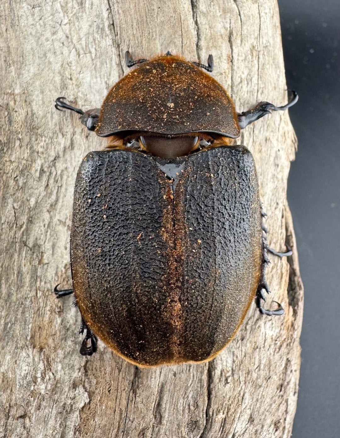 【WF11】《ヘラクレス・ブリュゼニ 117mm ♂♀♀トリオ（現トリニダーデンシス）》inohiro109氏ブリード個体