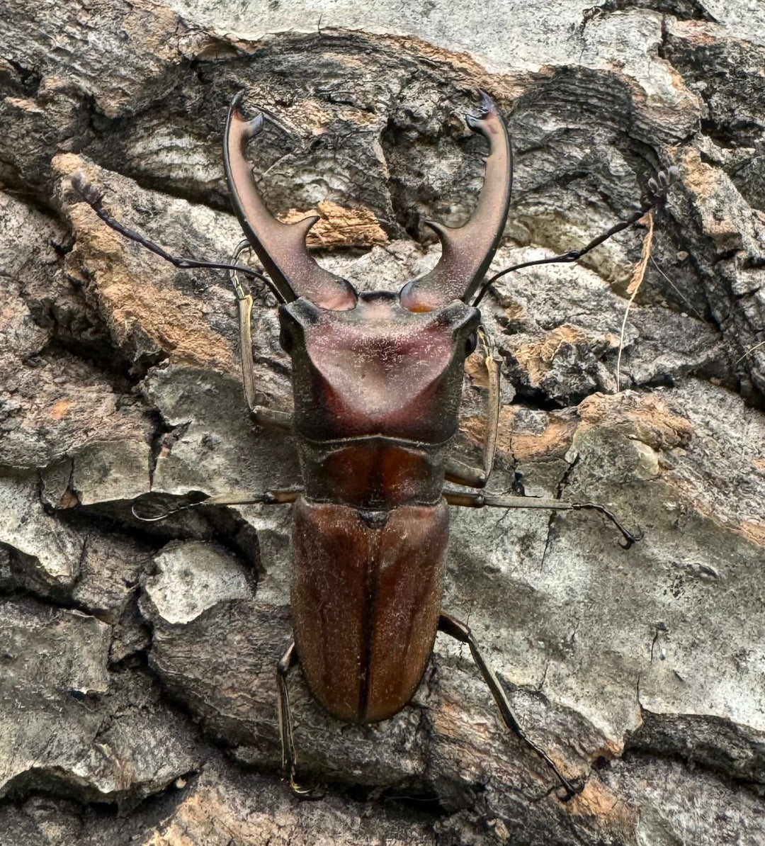 【WD】《ズベールホソアカ ミンダナオ産 47mm ペア》