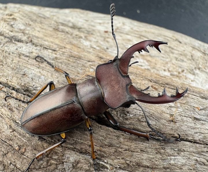 【WD】《ウーイーミヤマクワガタ 35mm♂♀♀トリオ》