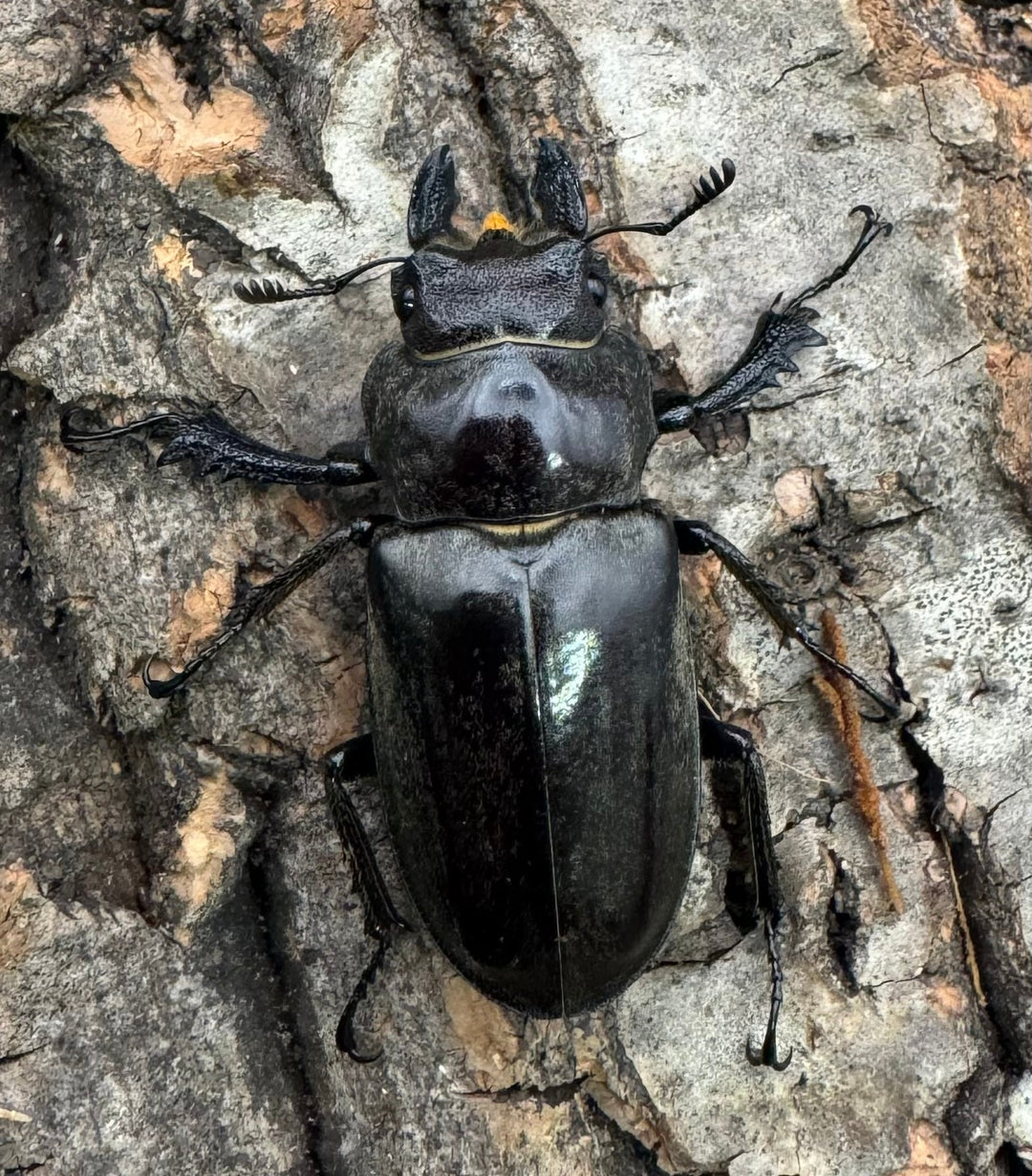 【WD】大型《クラーツミヤマ原名亜種 64mm ペア》