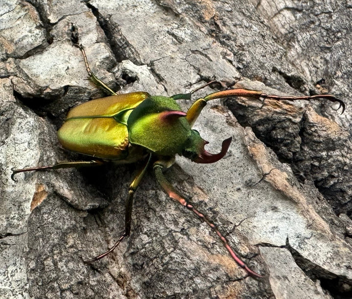 【WD】《ロドリゲスヒメカブトハナムグリ ペア》