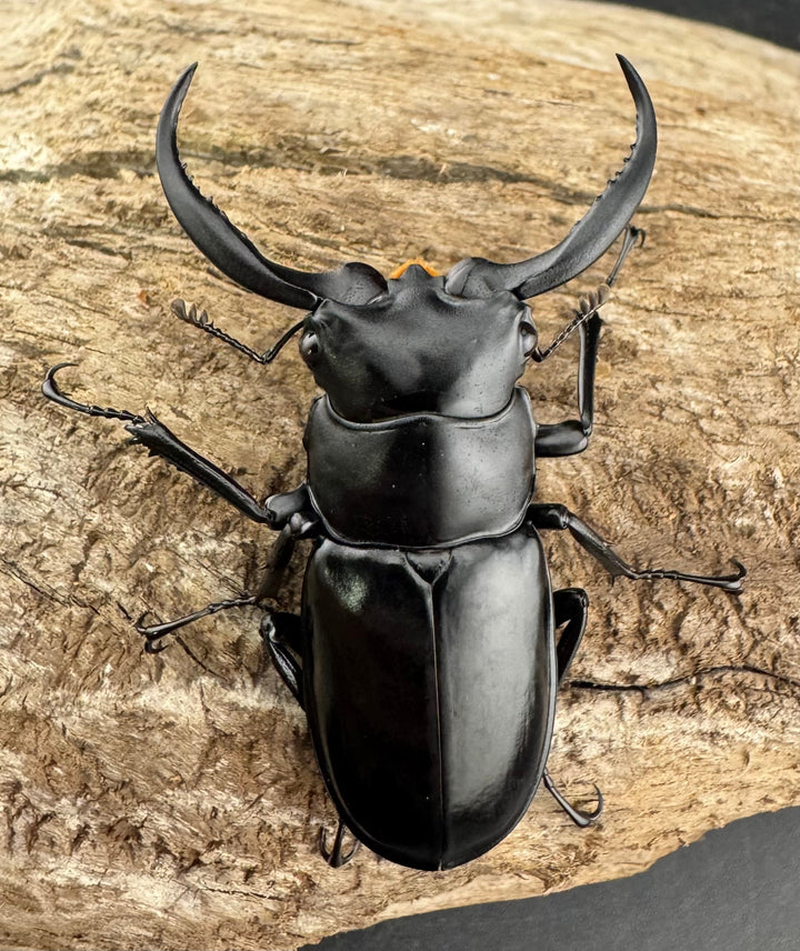 【WD】《ウエストウッディ亜種カズミアエ 雲南省産 54mm ペア》