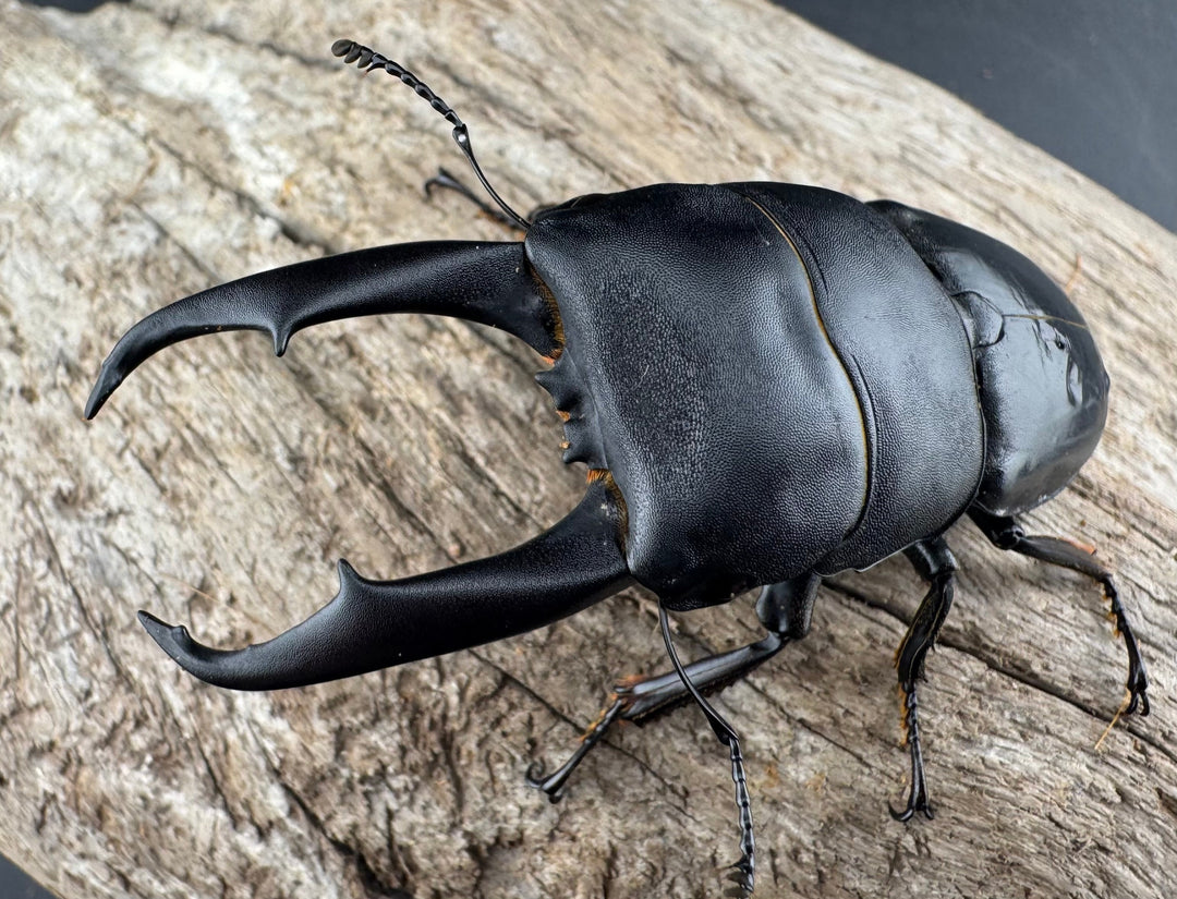 【WD】《ウンナンヒラタ(内歯消滅タイプ) 貴州省産 69.5mm ペア》