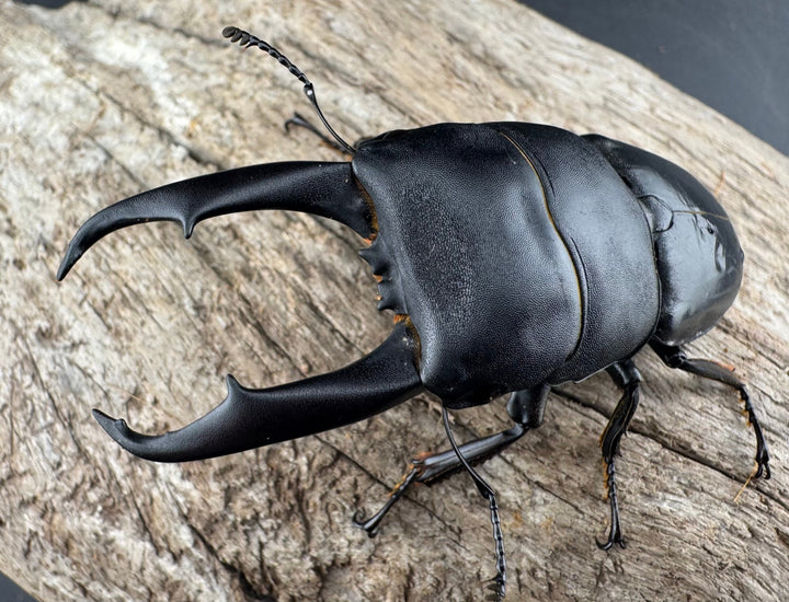 【WD】《ウンナンヒラタ(内歯消滅タイプ) 貴州省産 69.5mm ペア》