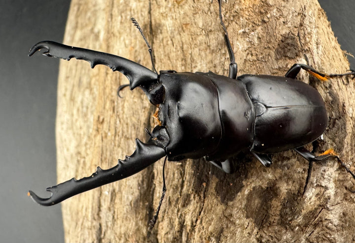 【WD】大型《ゲルツルードノコギリ レッドタイプ 60mm ペア》