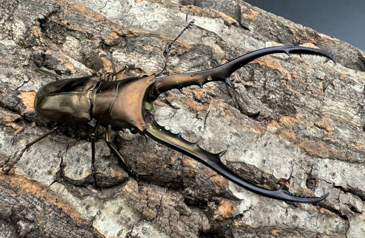 【WD】《メタリフェルホソアカ 85mm ペア》