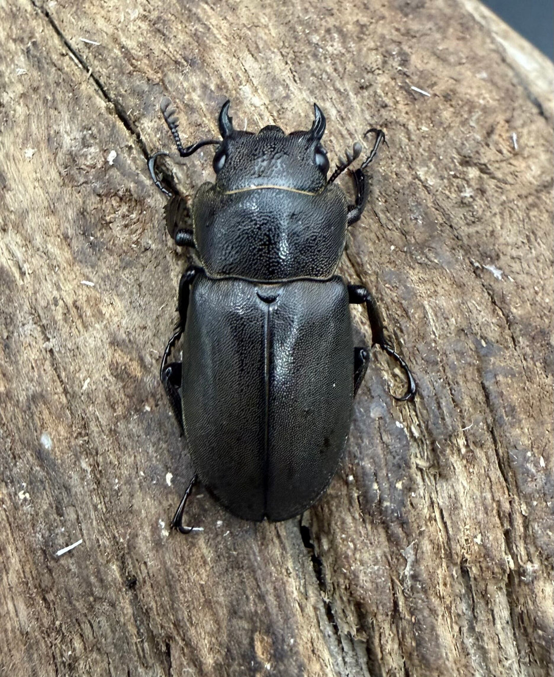 《スぺキオススホソアカ ベララベラ産 56mm ♂♀♀トリオ》