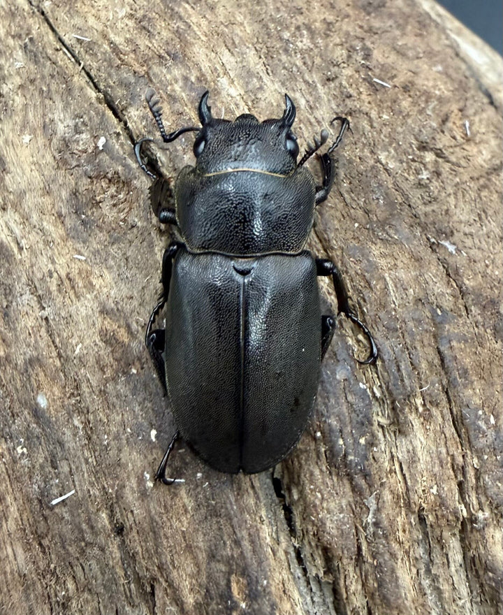 《スぺキオススホソアカ ベララベラ産 56mm ♂♀♀トリオ》