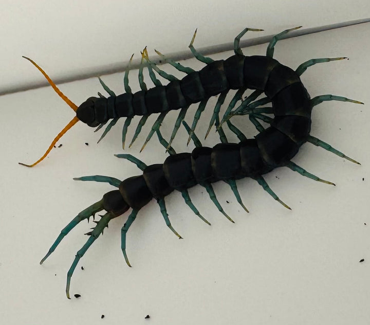 【WC】《ルソンブルーレッグセンチピード ローランド 特大アダルト》