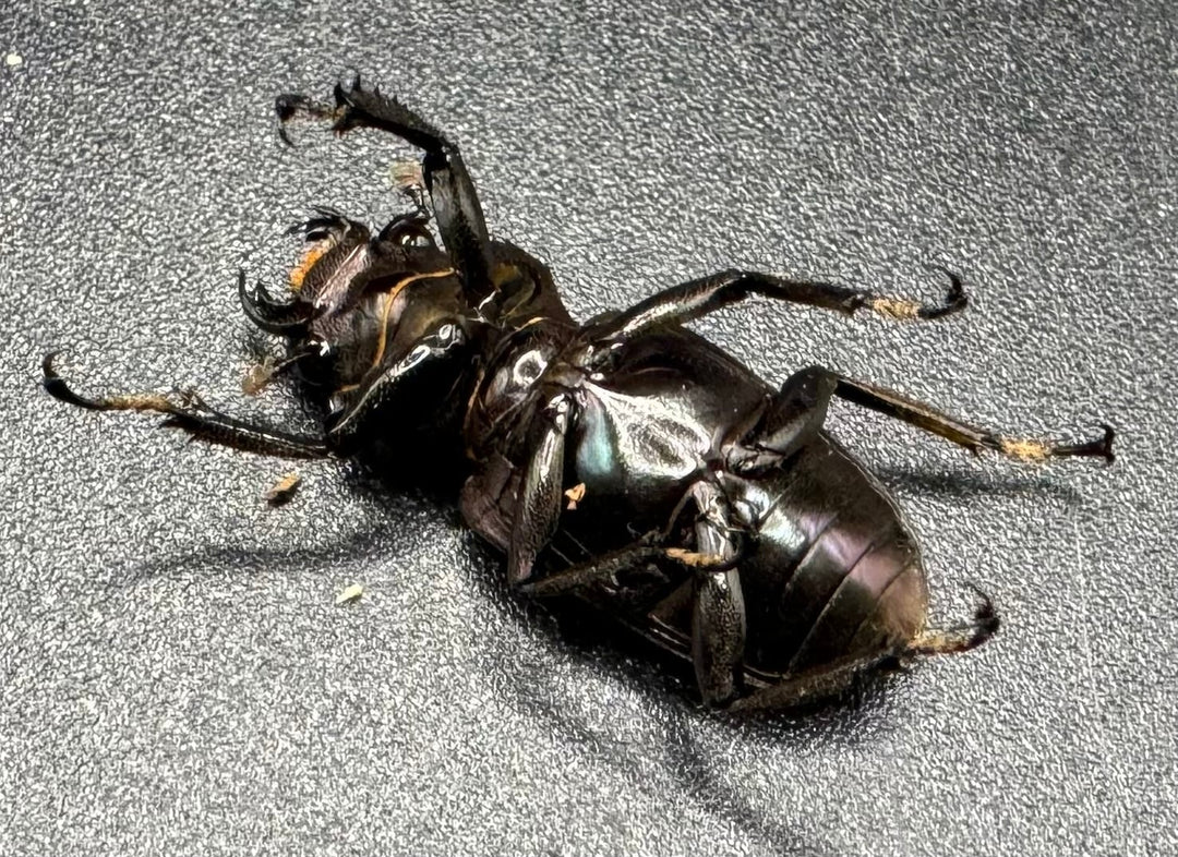 【美麗】《メタリフェルホソアカ 69mm ペア》わたくわ氏ブリード個体