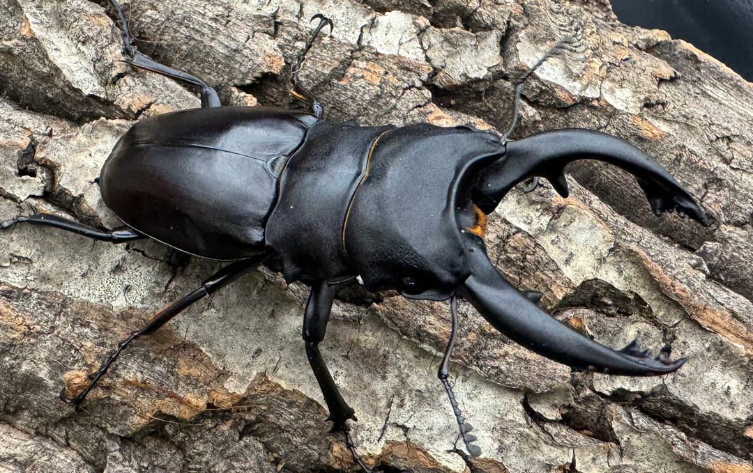 【WD】《アルケスツヤクワガタ 80-87mm ペア》