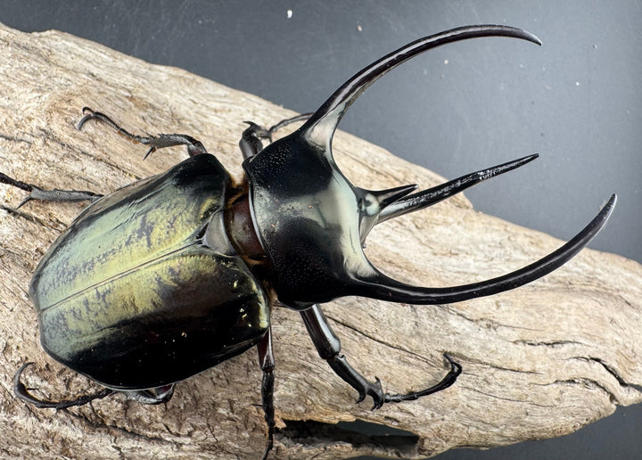 【WD】《ミンダナオアトラスオオカブト マラグサン産 98mm ペア》