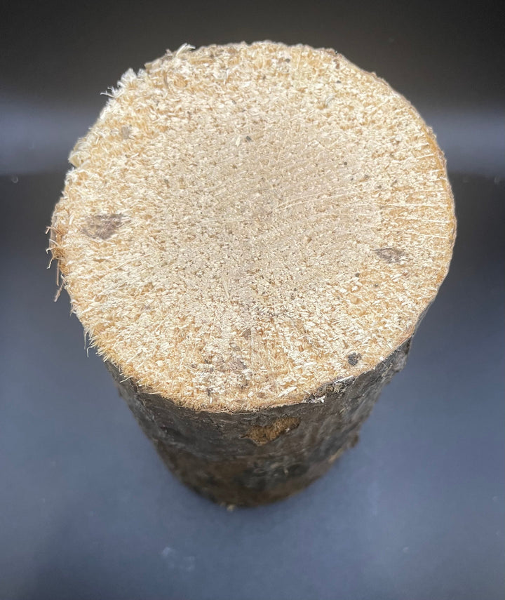 【3年物】産卵木 ドルクス向き硬め材 Mサイズ 1本