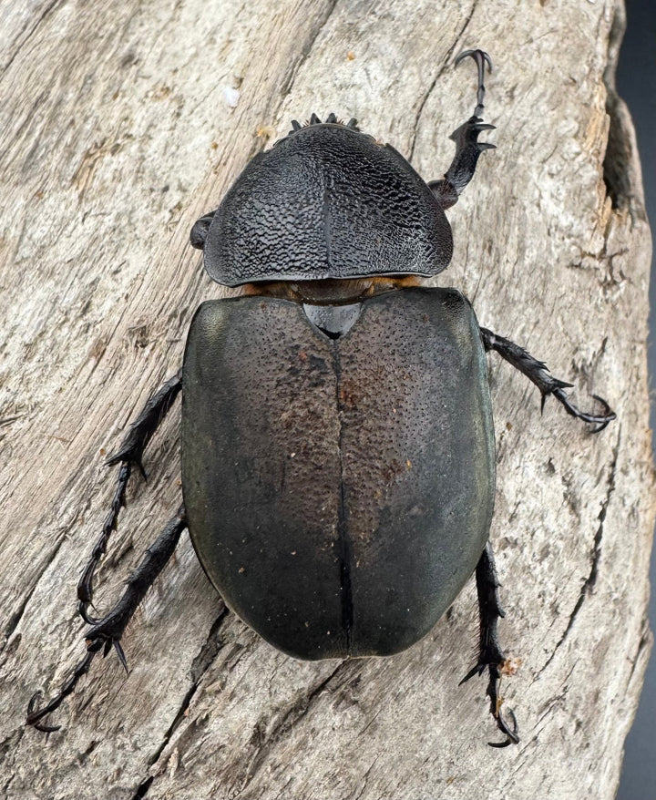 【WD】《ミンダナオアトラスオオカブト キダパワン産 87mm A'品ペア》