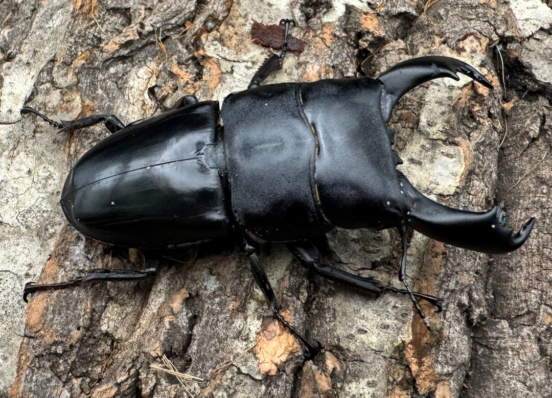 【WD】《北カマリネスヒラタ 83mm ペア》