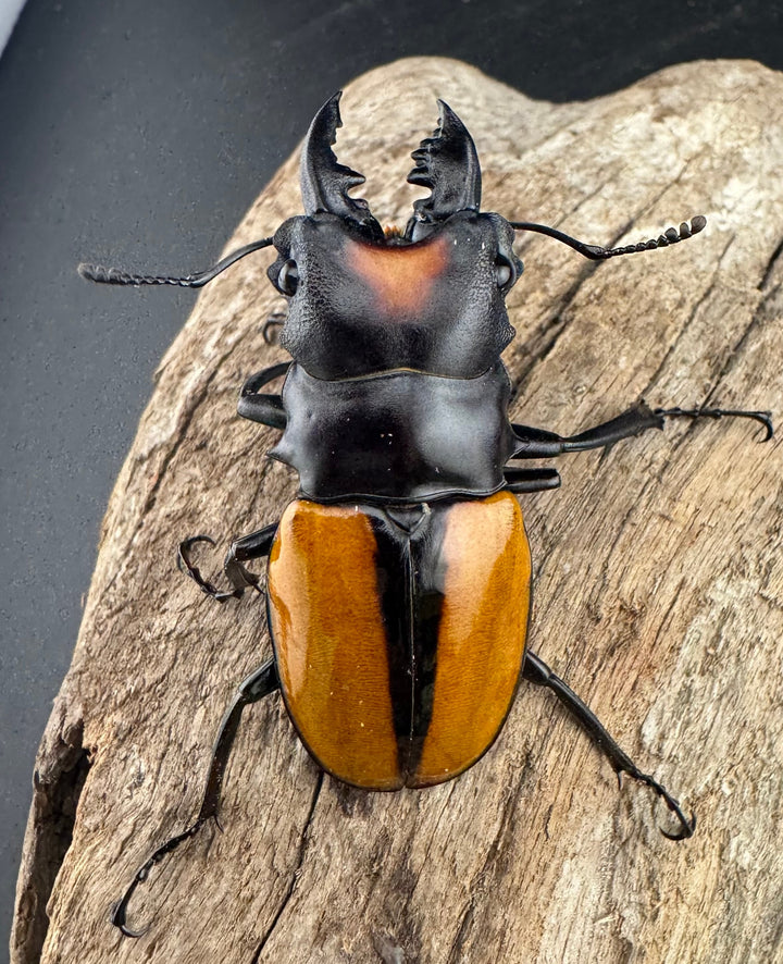 【WF1】《ボーレンホーベンツヤクワガタ 55mm ペア》