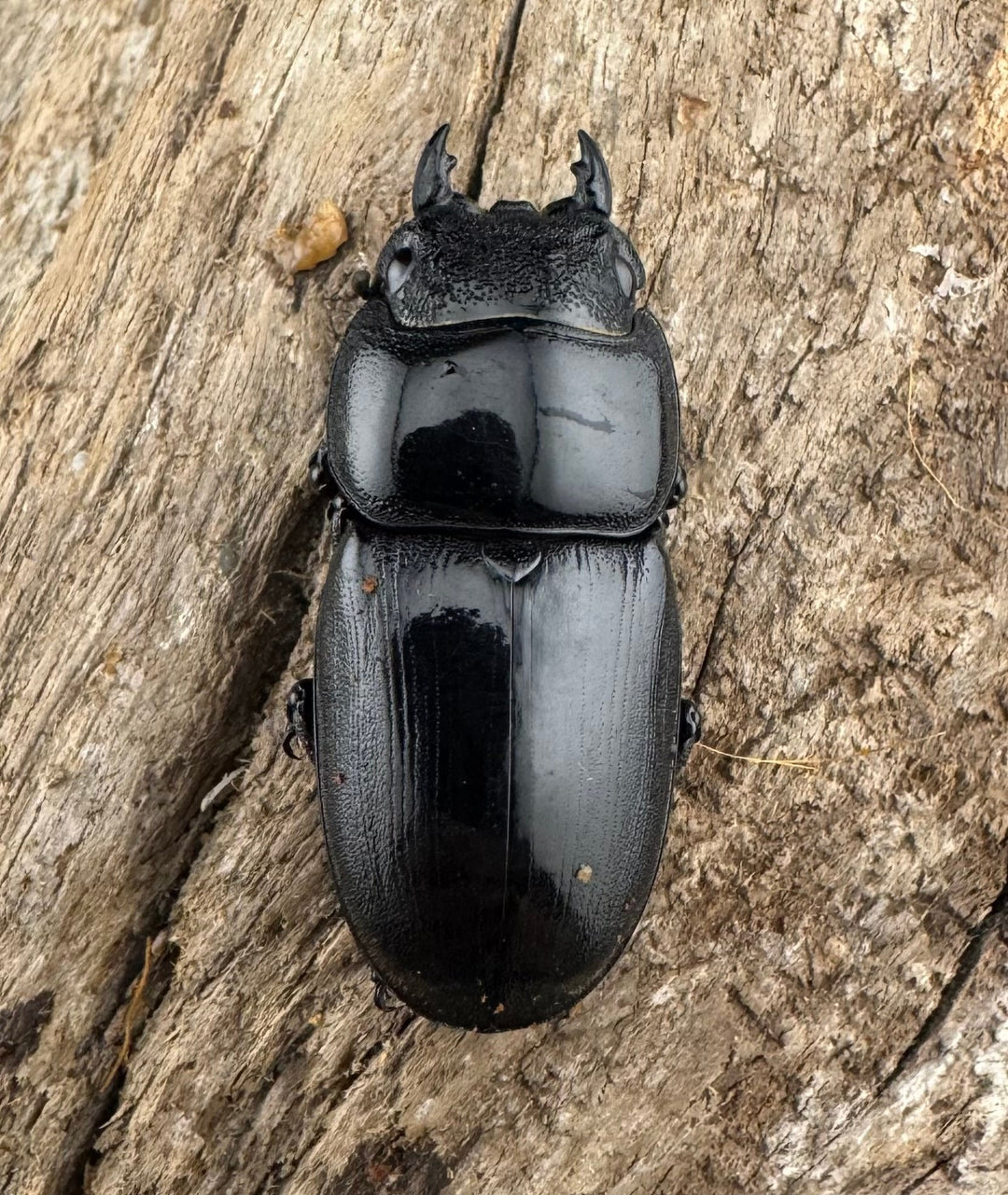 【WD】《アルキデスヒラタ ベンクール産 短歯 73mm ペア》