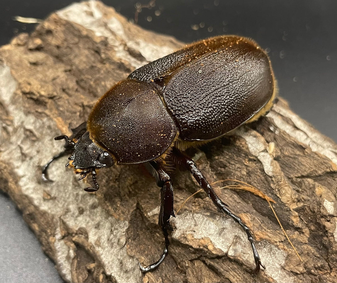 《ヘラクレス・ヘラクレス 126mm ペア》