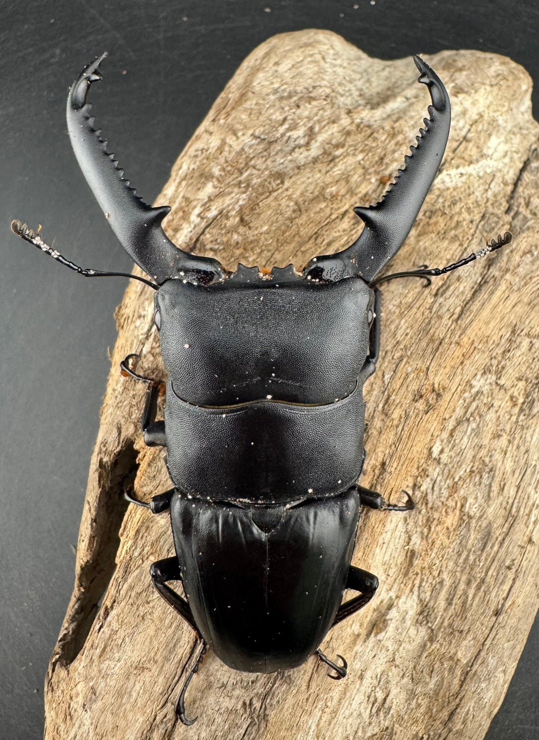 【WD】ロングホーン《パラワンオオヒラタ ガントン産 93mm ペア》