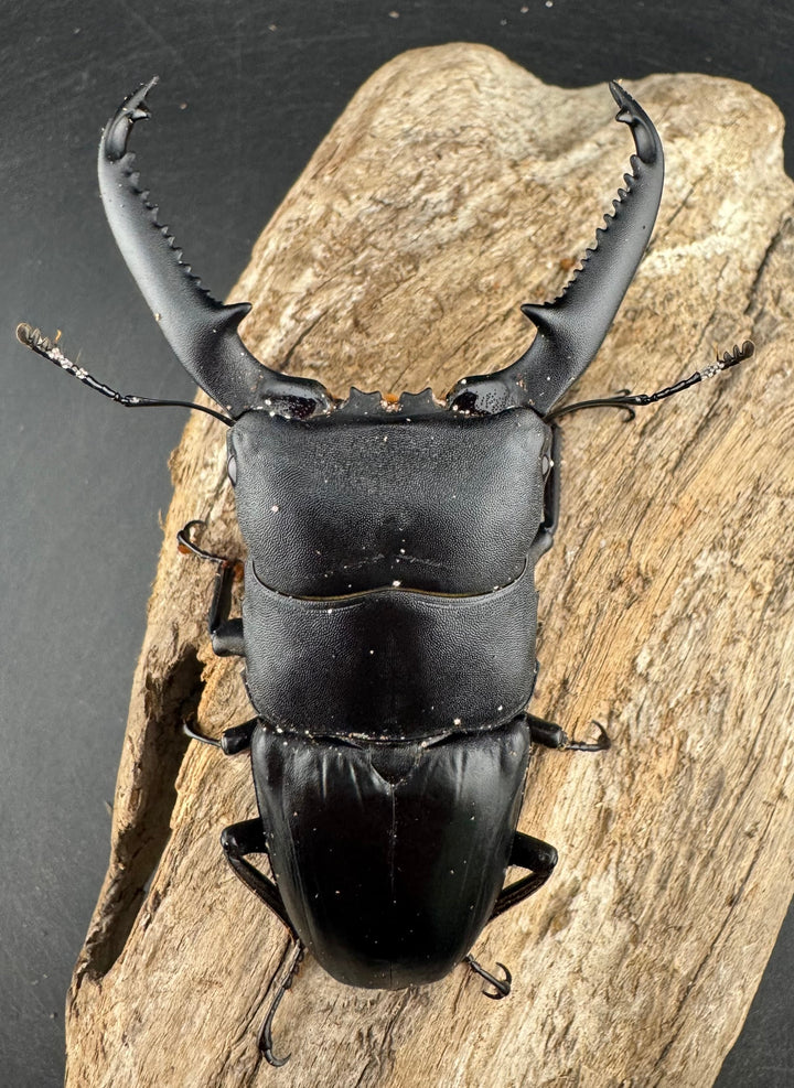 【WD】ロングホーン《パラワンオオヒラタ ガントン産 93mm ペア》