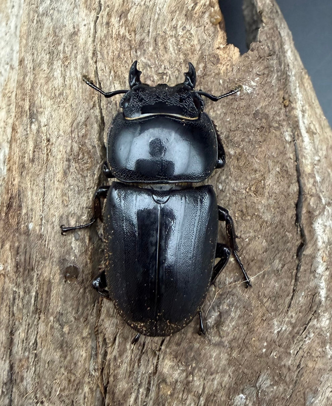 【WD】《スマトラオオヒラタ アチェ産 95.5mm ペア》