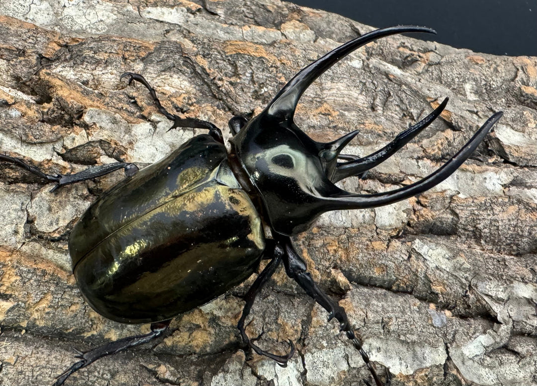 【WD】《ミンダナオアトラスオオカブト 95mm ♂単》