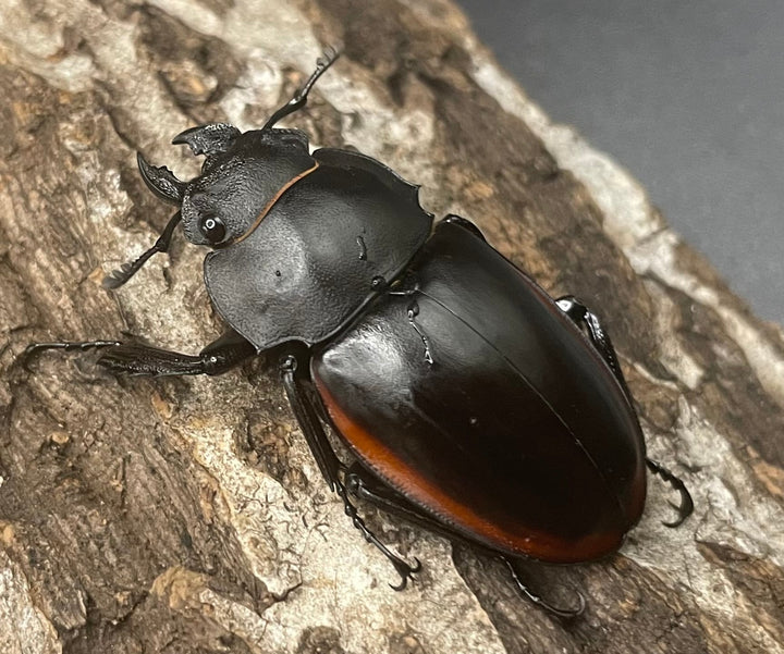 【WD】《クベラツヤクワガタ亜種sinensis ♀単 B品》