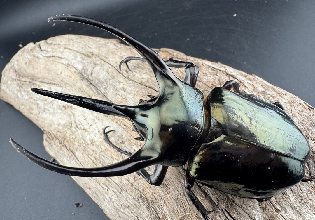 【WD】《ミンダナオアトラスオオカブト マラグサン産 97mm ペア》