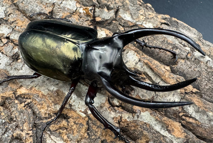 【WD】《アトラスオオカブト原名亜種 90mm ペア》