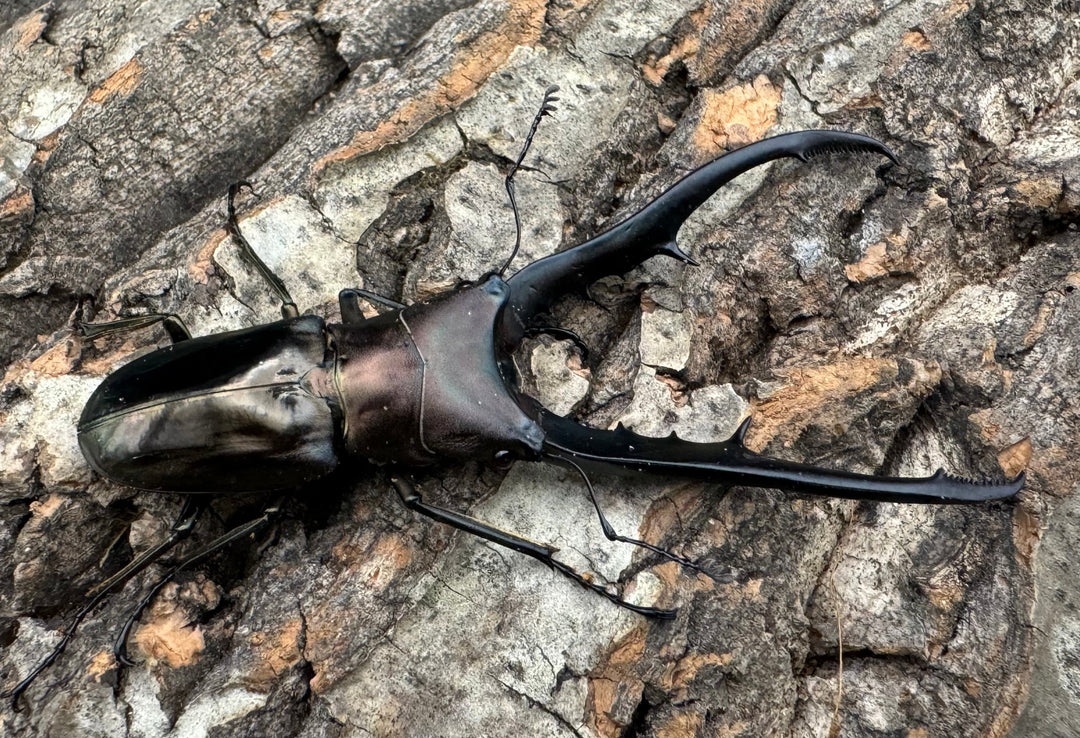 【WD】《メタリフェルホソアカ 78mm ペア》