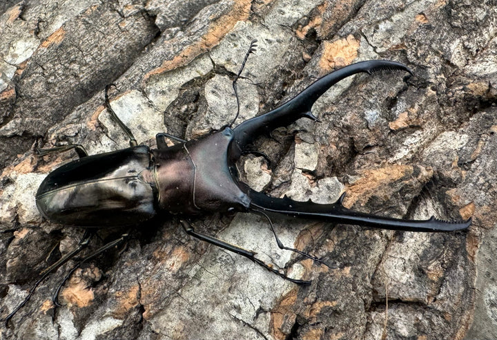 【WD】《メタリフェルホソアカ 78mm ペア》