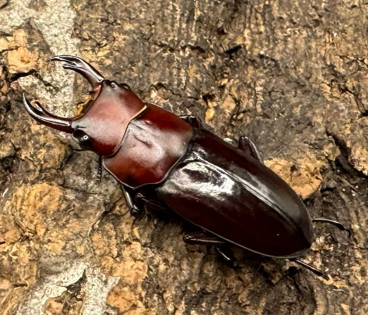 【WD】《モートゥオセスジ原名亜種 ペア》