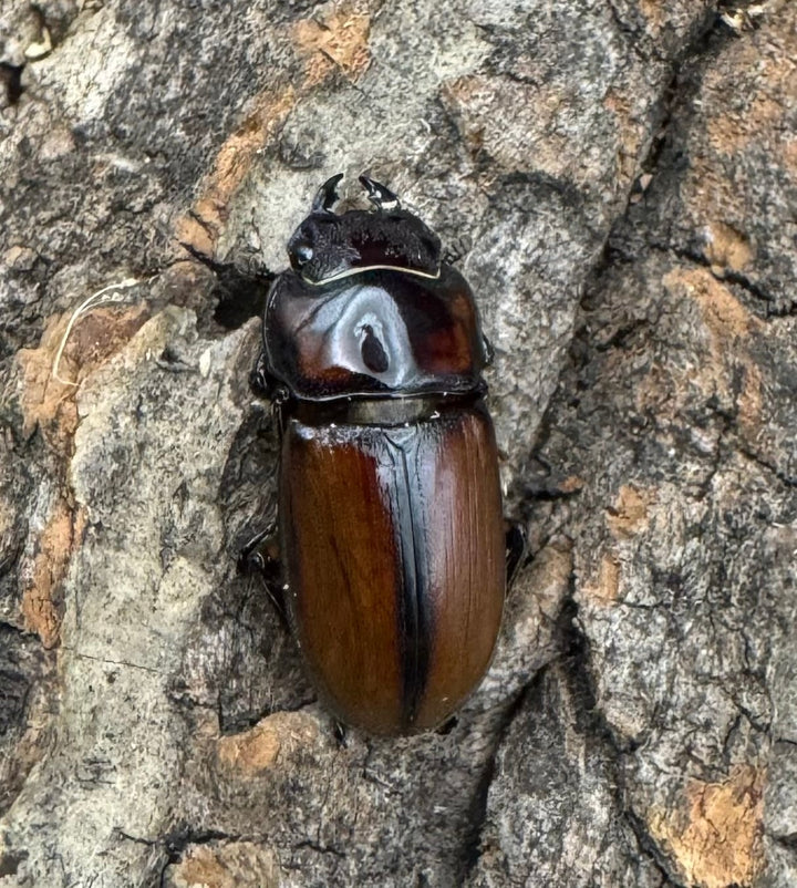 【WF1】《ブルイジンノコギリ タリアブ島産 38mm ペア》Moro氏ブリード個体