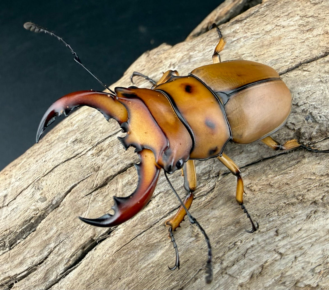 【WF1】《グラディアトールメンガタクワガタ 43.5mm ペア》