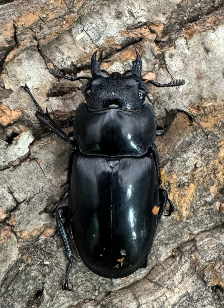 【WD】《マンディブラリスフタマタ 94mm ペア》