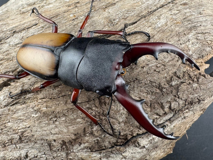 《ウムハンギノコギリクワガタ 58mm ペア》